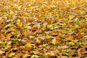 30代女性におすすめのワーケーションで楽しむ秋の紅葉書斎宿は？