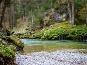 森林浴の効果に関する最新の論文は何を示しているのか？