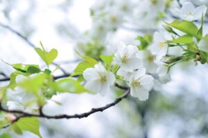 奄美大島でのワーケーションは女性に最適？メリットと注意点を徹底解説！
