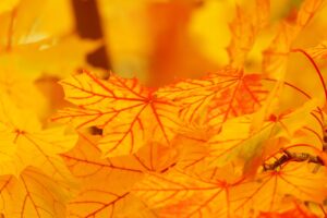 秋のワーケーションで楽しむ紅葉、女性におすすめの過ごし方は？